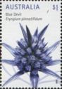 Blue Devil (Eryngium pinnatifidum)